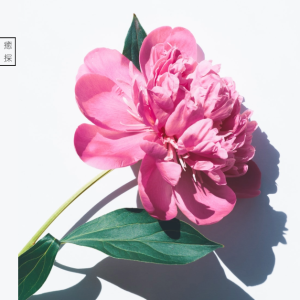 花藝療癒課程初探